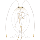 Pheromosa.png