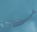 MagratheanWhale.png